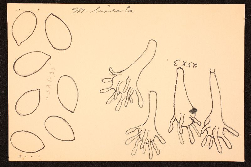 Mycena lineata image