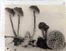 Mycena maculata image