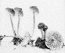 Mycena maculata image