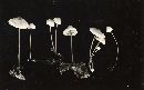 Mycena metata image