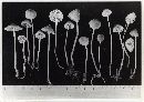 Mycena metata image