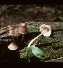 Mycena niveipes image