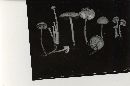 Mycena olida image