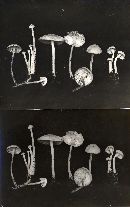 Mycena olida image