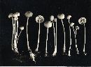 Mycena rosella image