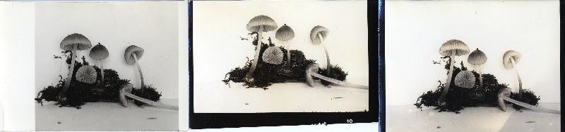 Mycena rubromarginata image