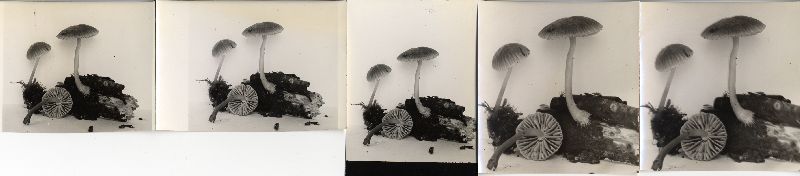 Mycena rubromarginata image