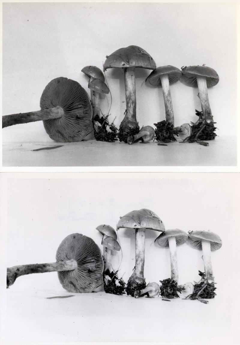 Hebeloma subhepaticum image