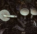 Leccinum albellum f. epiphaeum image