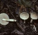 Leccinum albellum f. epiphaeum image
