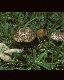 Leccinum griseum image