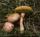 Xanthoconium affine image