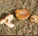 Xanthoconium affine image