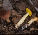 Boletus auriporus image