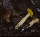 Boletus auriporus image