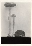 Heimioporus betula image