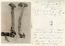 Heimioporus betula image