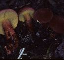 Boletochaete bicolor image