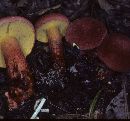 Boletochaete bicolor image