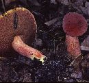 Boletus bicolor var. borealis image