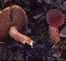 Boletus bicolor var. borealis image