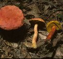 Boletus bicoloroides image