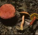 Boletus bicoloroides image