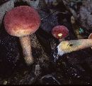 Boletus bicolor var. borealis image