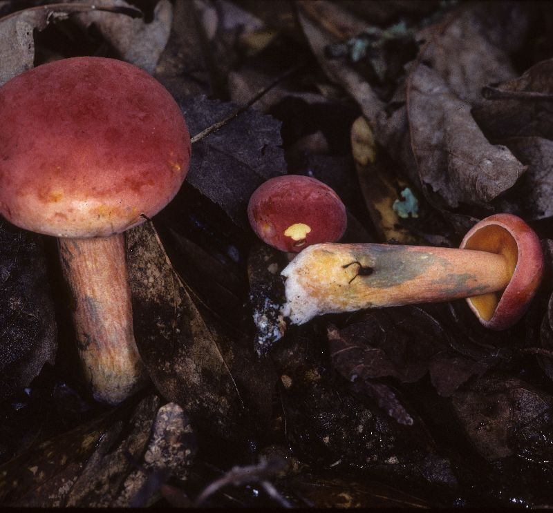 Boletus bicolor var. borealis image