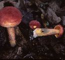 Boletus bicolor var. borealis image