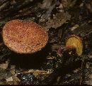 Boletus bicolor var. bicolor image