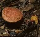 Boletus bicolor var. bicolor image