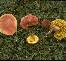 Boletus campestris image