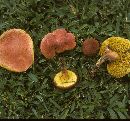 Boletus campestris image