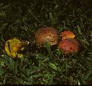 Boletus campestris image