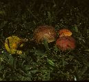 Boletus campestris image