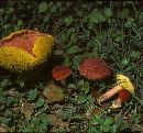 Boletus campestris image