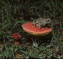 Boletus campestris image