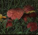 Boletus campestris image