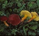 Boletus campestris image