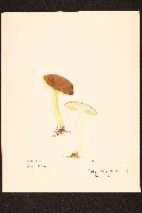 Boletus chrysenteron image