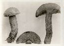 Boletus curtisii image