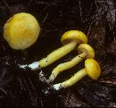 Boletus curtisii image