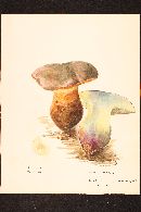 Boletus erythropus image