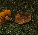 Boletus erythropus image