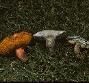 Boletus erythropus image