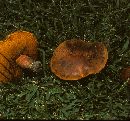 Boletus erythropus image