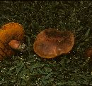 Boletus erythropus image