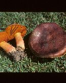 Boletus erythropus image