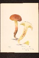 Boletus flaviporus image